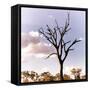 Awesome South Africa Collection Square - Silhouette of Acacia Tree III-Philippe Hugonnard-Framed Stretched Canvas