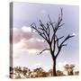 Awesome South Africa Collection Square - Silhouette of Acacia Tree III-Philippe Hugonnard-Stretched Canvas