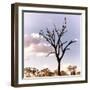 Awesome South Africa Collection Square - Silhouette of Acacia Tree III-Philippe Hugonnard-Framed Photographic Print