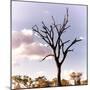 Awesome South Africa Collection Square - Silhouette of Acacia Tree III-Philippe Hugonnard-Mounted Photographic Print