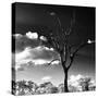 Awesome South Africa Collection Square - Silhouette of Acacia Tree-Philippe Hugonnard-Stretched Canvas