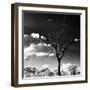 Awesome South Africa Collection Square - Silhouette of Acacia Tree-Philippe Hugonnard-Framed Photographic Print
