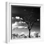 Awesome South Africa Collection Square - Silhouette of Acacia Tree-Philippe Hugonnard-Framed Photographic Print