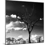 Awesome South Africa Collection Square - Silhouette of Acacia Tree-Philippe Hugonnard-Mounted Photographic Print