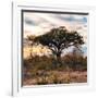 Awesome South Africa Collection Square - Sunrise in Savannah II-Philippe Hugonnard-Framed Photographic Print