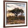 Awesome South Africa Collection Square - Sunrise in Savannah II-Philippe Hugonnard-Framed Photographic Print