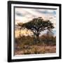 Awesome South Africa Collection Square - Sunrise in Savannah II-Philippe Hugonnard-Framed Photographic Print