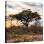 Awesome South Africa Collection Square - Sunrise in Savannah II-Philippe Hugonnard-Stretched Canvas