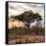 Awesome South Africa Collection Square - Sunrise in Savannah II-Philippe Hugonnard-Framed Stretched Canvas