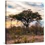 Awesome South Africa Collection Square - Sunrise in Savannah II-Philippe Hugonnard-Stretched Canvas