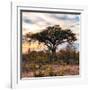 Awesome South Africa Collection Square - Sunrise in Savannah II-Philippe Hugonnard-Framed Photographic Print