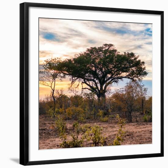 Awesome South Africa Collection Square - Sunrise in Savannah II-Philippe Hugonnard-Framed Photographic Print