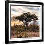 Awesome South Africa Collection Square - Sunrise in Savannah II-Philippe Hugonnard-Framed Photographic Print