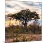 Awesome South Africa Collection Square - Sunrise in Savannah II-Philippe Hugonnard-Mounted Photographic Print