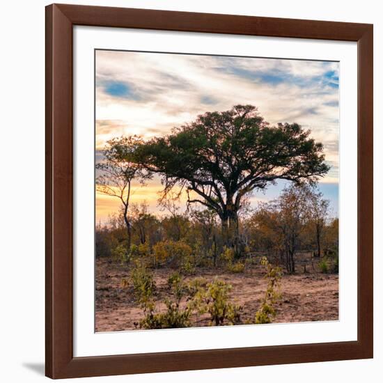 Awesome South Africa Collection Square - Sunrise in Savannah II-Philippe Hugonnard-Framed Photographic Print