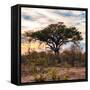 Awesome South Africa Collection Square - Sunrise in Savannah II-Philippe Hugonnard-Framed Stretched Canvas