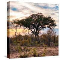 Awesome South Africa Collection Square - Sunrise in Savannah II-Philippe Hugonnard-Stretched Canvas