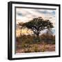 Awesome South Africa Collection Square - Sunrise in Savannah II-Philippe Hugonnard-Framed Photographic Print