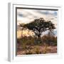 Awesome South Africa Collection Square - Sunrise in Savannah II-Philippe Hugonnard-Framed Photographic Print