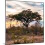 Awesome South Africa Collection Square - Sunrise in Savannah II-Philippe Hugonnard-Mounted Photographic Print