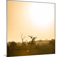 Awesome South Africa Collection Square - Sunrise in Savannah III-Philippe Hugonnard-Mounted Photographic Print