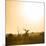 Awesome South Africa Collection Square - Sunrise in Savannah III-Philippe Hugonnard-Mounted Photographic Print