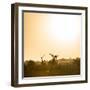 Awesome South Africa Collection Square - Sunrise in Savannah III-Philippe Hugonnard-Framed Photographic Print