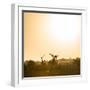 Awesome South Africa Collection Square - Sunrise in Savannah III-Philippe Hugonnard-Framed Photographic Print