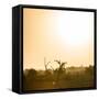 Awesome South Africa Collection Square - Sunrise in Savannah III-Philippe Hugonnard-Framed Stretched Canvas