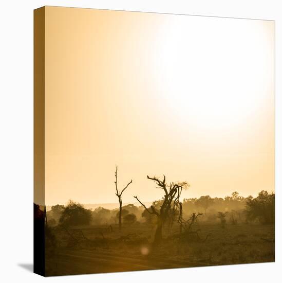 Awesome South Africa Collection Square - Sunrise in Savannah III-Philippe Hugonnard-Stretched Canvas