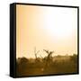 Awesome South Africa Collection Square - Sunrise in Savannah III-Philippe Hugonnard-Framed Stretched Canvas