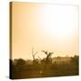 Awesome South Africa Collection Square - Sunrise in Savannah III-Philippe Hugonnard-Stretched Canvas