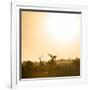 Awesome South Africa Collection Square - Sunrise in Savannah III-Philippe Hugonnard-Framed Photographic Print