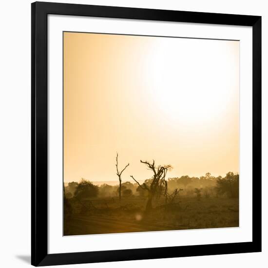 Awesome South Africa Collection Square - Sunrise in Savannah III-Philippe Hugonnard-Framed Photographic Print