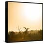 Awesome South Africa Collection Square - Sunrise in Savannah III-Philippe Hugonnard-Framed Stretched Canvas