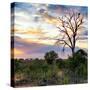 Awesome South Africa Collection Square - Sunrise in Savannah-Philippe Hugonnard-Stretched Canvas