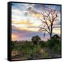 Awesome South Africa Collection Square - Sunrise in Savannah-Philippe Hugonnard-Framed Stretched Canvas
