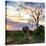 Awesome South Africa Collection Square - Sunrise in Savannah-Philippe Hugonnard-Stretched Canvas