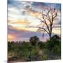 Awesome South Africa Collection Square - Sunrise in Savannah-Philippe Hugonnard-Mounted Photographic Print