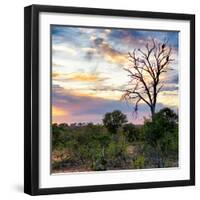 Awesome South Africa Collection Square - Sunrise in Savannah-Philippe Hugonnard-Framed Photographic Print