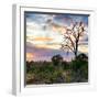 Awesome South Africa Collection Square - Sunrise in Savannah-Philippe Hugonnard-Framed Photographic Print