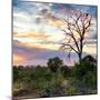 Awesome South Africa Collection Square - Sunrise in Savannah-Philippe Hugonnard-Mounted Photographic Print