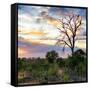 Awesome South Africa Collection Square - Sunrise in Savannah-Philippe Hugonnard-Framed Stretched Canvas