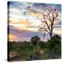 Awesome South Africa Collection Square - Sunrise in Savannah-Philippe Hugonnard-Stretched Canvas