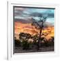 Awesome South Africa Collection Square - Sunrise over Savanna-Philippe Hugonnard-Framed Photographic Print