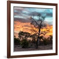 Awesome South Africa Collection Square - Sunrise over Savanna-Philippe Hugonnard-Framed Photographic Print