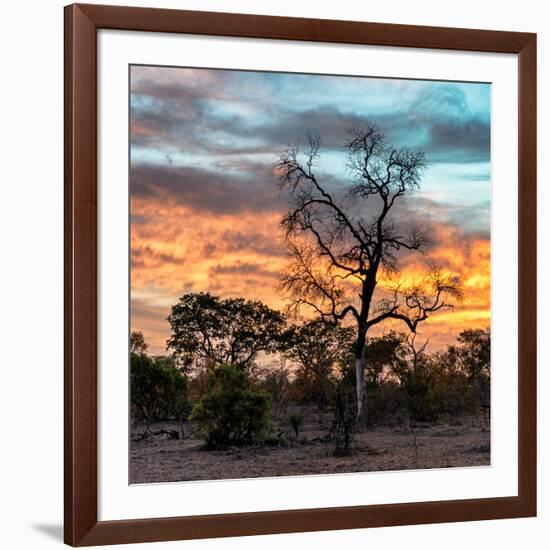 Awesome South Africa Collection Square - Sunrise over Savanna-Philippe Hugonnard-Framed Photographic Print