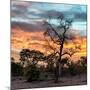 Awesome South Africa Collection Square - Sunrise over Savanna-Philippe Hugonnard-Mounted Photographic Print