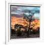 Awesome South Africa Collection Square - Sunrise over Savanna-Philippe Hugonnard-Framed Photographic Print