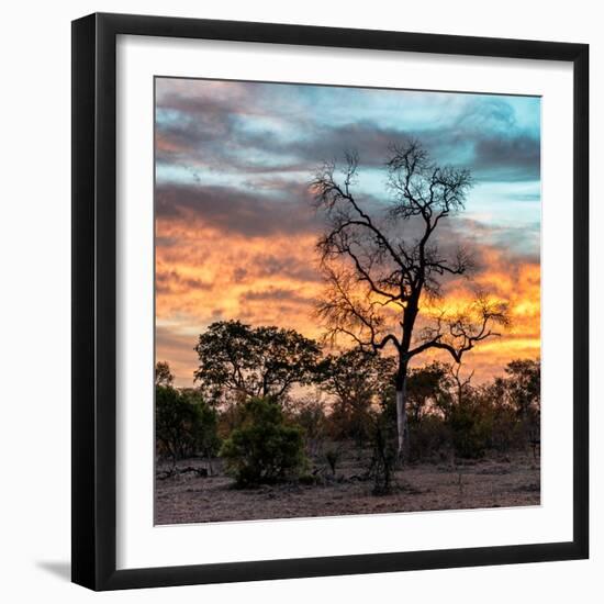 Awesome South Africa Collection Square - Sunrise over Savanna-Philippe Hugonnard-Framed Photographic Print